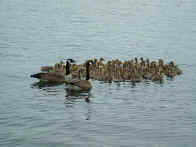 Canada geese with babies on Sandy Pond NY
