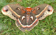 Rare daytime siting of a cecropia moth at the cottage on Sandy Pond NY