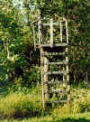 hunting stand for east wind, Lake Ontario NY deer hunting