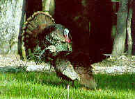 Lake Ontario NY turkey hunting
