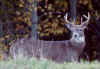 mature deer, Lake Ontario NY deer hunting